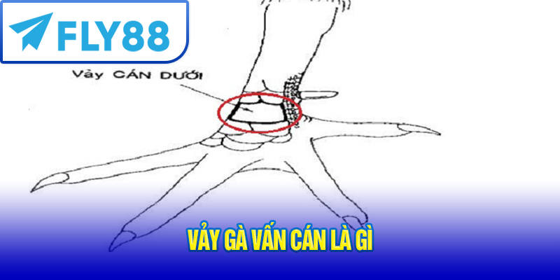 Vảy gà vấn cán là gì
